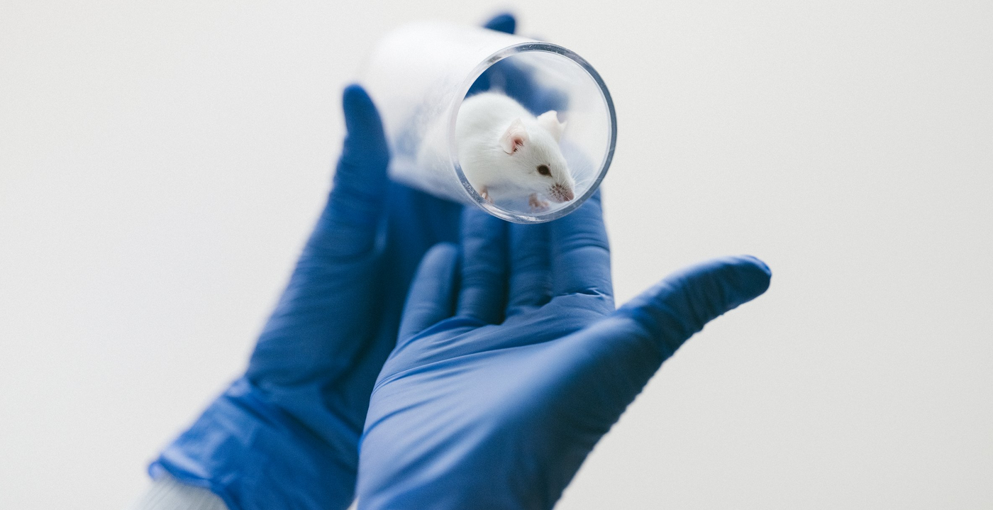 Hände mit blauen Laborhandschuhen halten weiße Maus