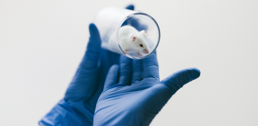 Hände mit blauen Laborhandschuhen halten weiße Maus