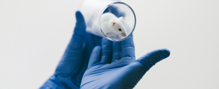 Hände mit blauen Laborhandschuhen halten weiße Maus