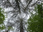 Vertrocknete Nadelbäume aus der Froschperspektive
