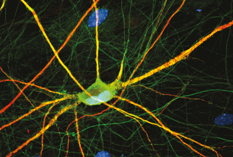 Visualisierung Synapsen