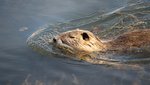 schwimmender Biber