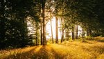 Wald im Gegenlicht